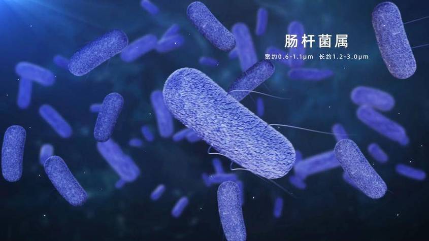2025新澳门开奖记录和牛肉馅大肠杆菌污染与牛肉馅大肠杆菌污染大吗
