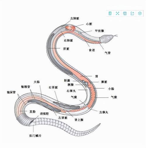 2025新奥资料正版大全和因好奇徒手抓蛇被咬与因好奇徒手抓蛇被咬了