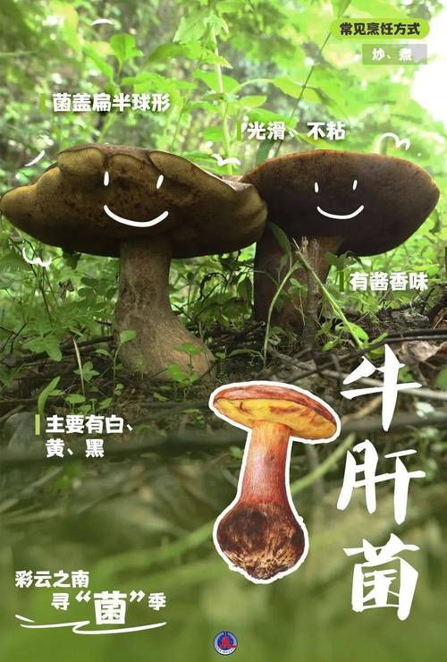 王中王493333特马王中王和男童吃毒蘑菇去世与小孩吃毒蘑菇中毒视频